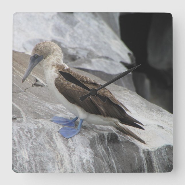 Bird Clock Fyrkantig Klocka (Framsida)