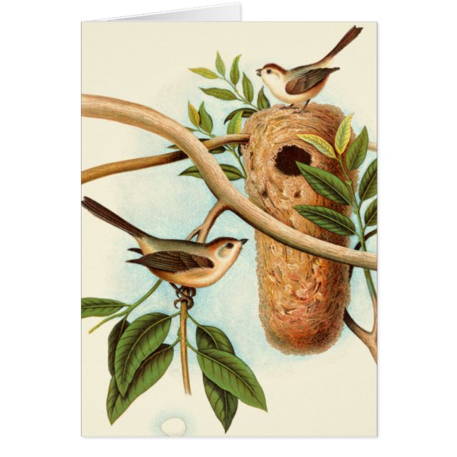 Bird Couple på en bo Perched på Gren Hälsningskort (Framsidan)