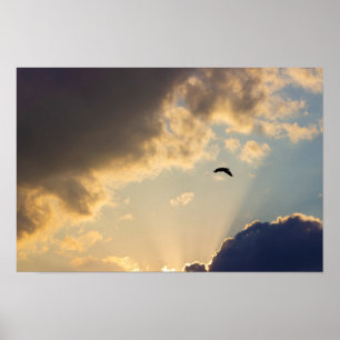 Bird Flies vid Sunset Poster