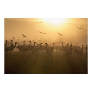 Bird Flock of Cranes at Sjö Agamon HaHula, Israel Fototryck