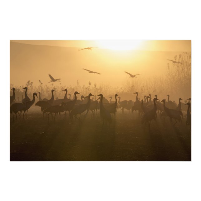 Bird Flock of Cranes at Sjö Agamon HaHula, Israel Fototryck (Framsidan)