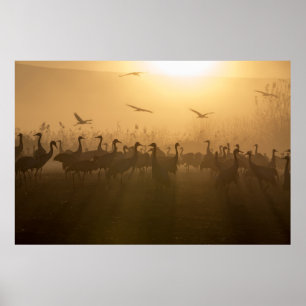 Bird Flock of Cranes at Sjö Agamon HaHula, Israel Poster