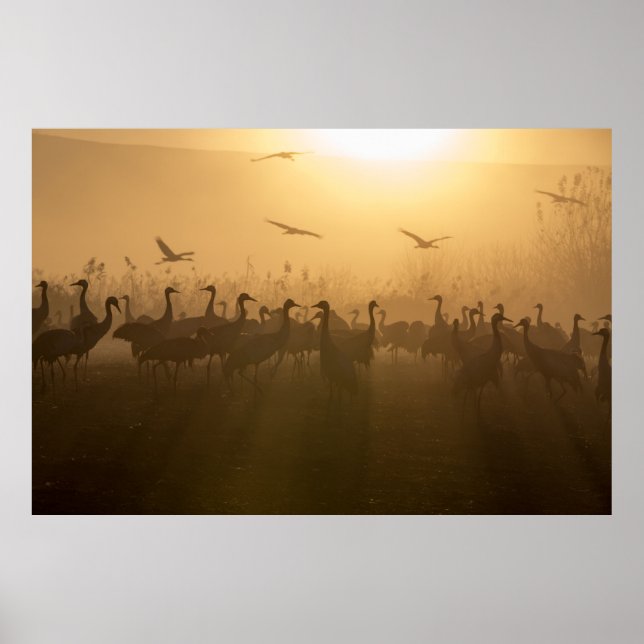 Bird Flock of Cranes at Sjö Agamon HaHula, Israel Poster (Framsidan)