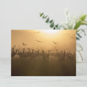 Bird Flock of Cranes at Sjö Agamon HaHula, Israel Tack Kort