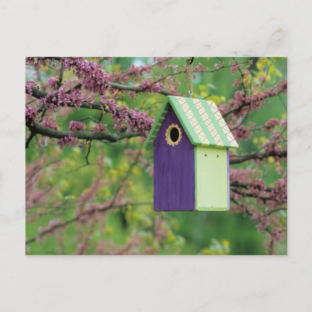 Bird House på Redbud Träd Vykort (Framsida)