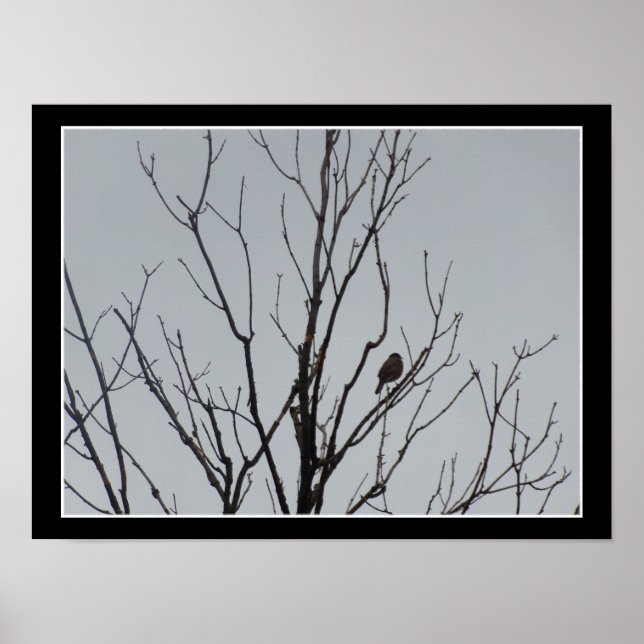 Bird in a Bare Tree Poster (Framsidan)
