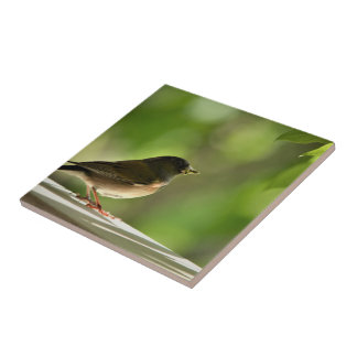 Bird in green leaves background kakelplatta