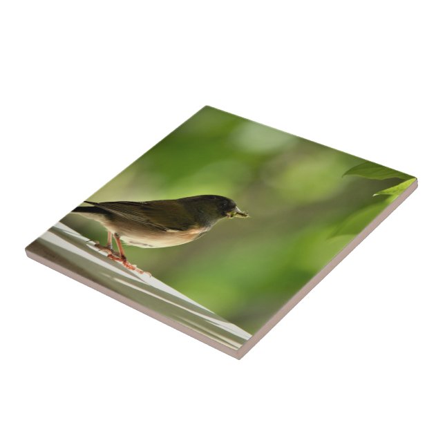Bird in green leaves background kakelplatta (Sidan)