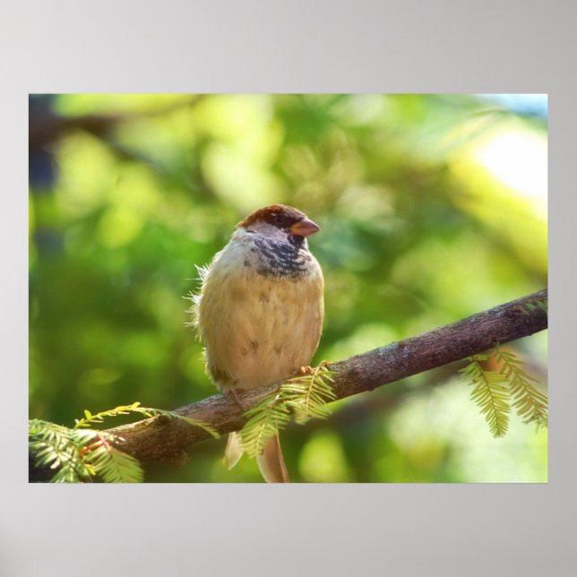 Bird in Jade Poster (Framsidan)