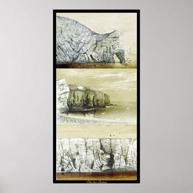 Bird Life Poster ~ Cliff Habitat (Framsidan)