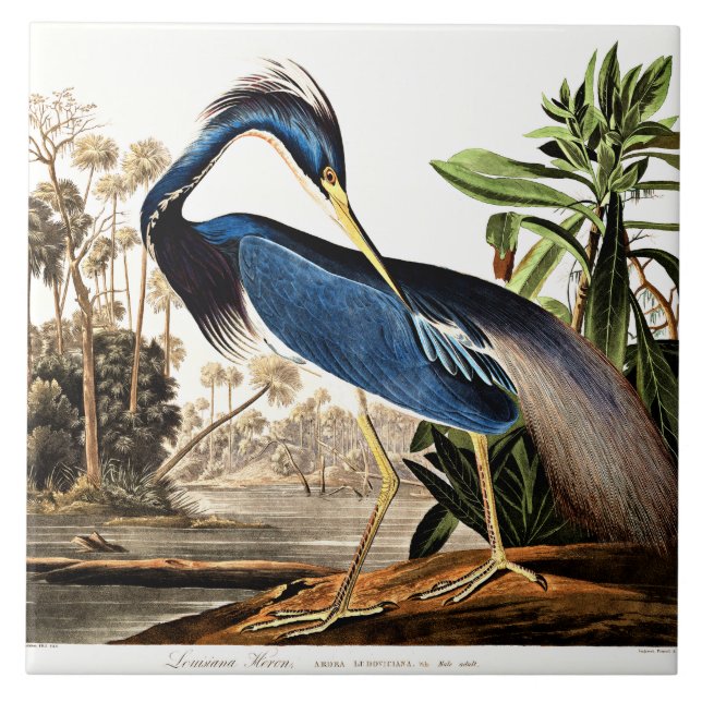 Bird - Louisiana Heron av John James Audubon Kakelplatta (Framsidan)