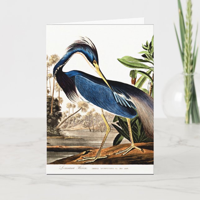 Bird - Louisiana Heron av John James Audubon Kort (Framsida)