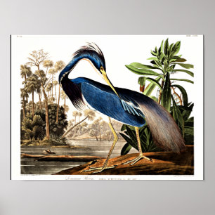 Bird - Louisiana Heron av John James Audubon Poster