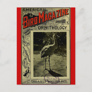 Bird Magazine jul 3 1903 Vykort