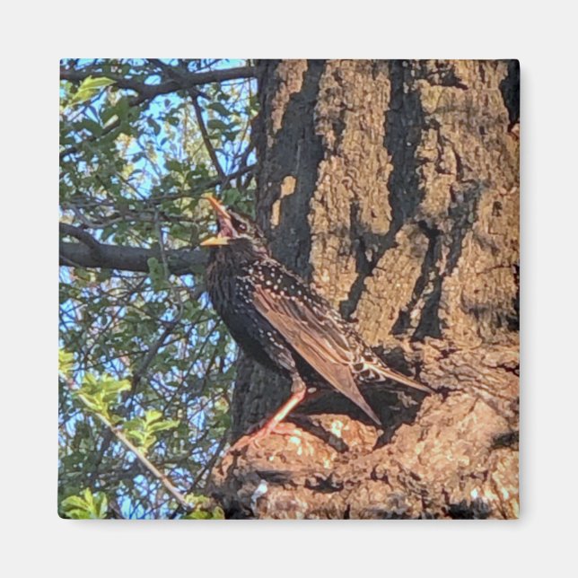 Bird Magnet (Framsidan)