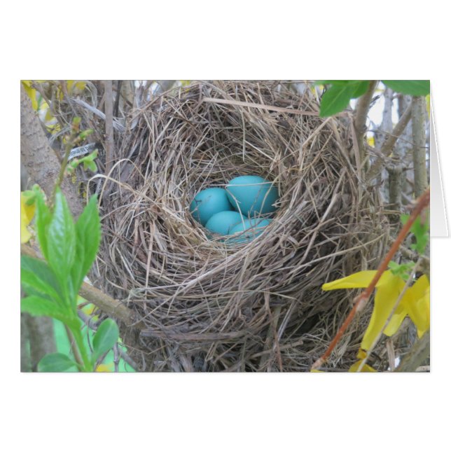 Bird Nest OBS Kort (Framsidan Horizontal)