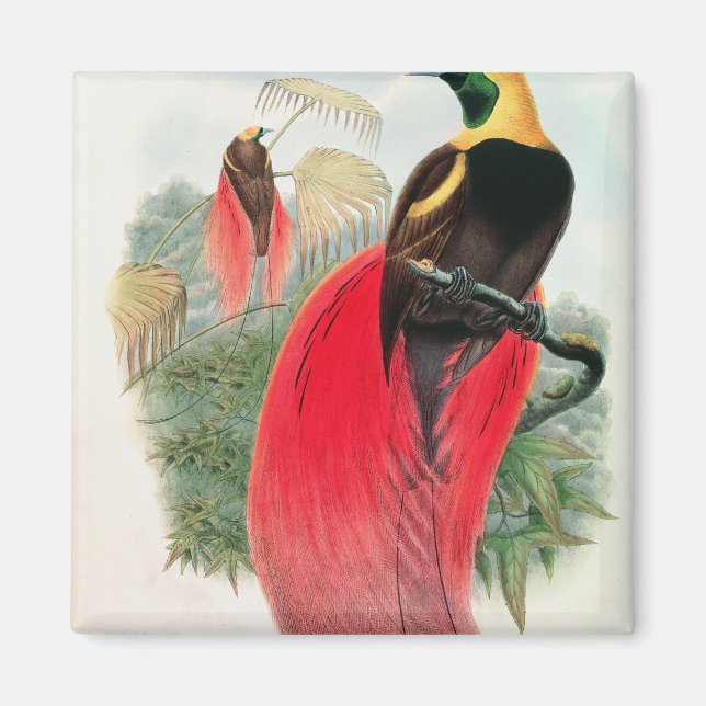 Bird of Paradise, graverad av T. Walter Magnet (Framsidan)