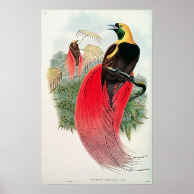Bird of Paradise, graverad av T. Walter Poster (Framsidan)