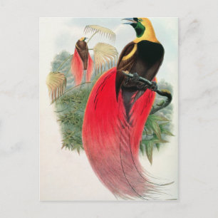 Bird of Paradise, graverad av T. Walter Vykort
