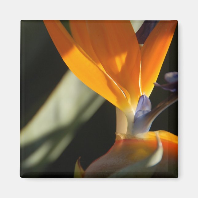 Bird of Paradise Magnet (Framsidan)