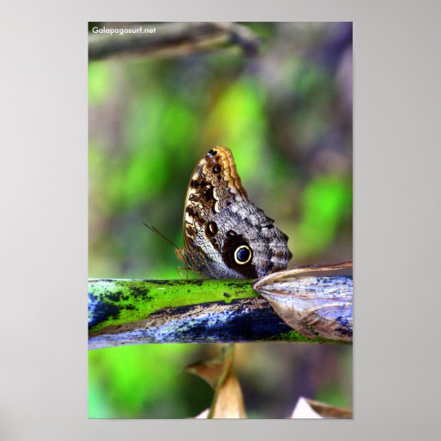 Bird Öga Butterfly Poster (Framsidan)