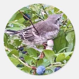 Bird on Blueberry Gren Sticker Runt Klistermärke