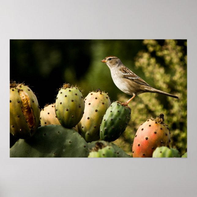 Bird On Cactus Poster (Framsidan)