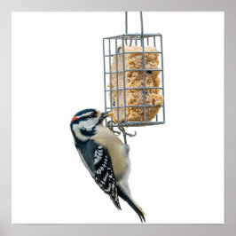 Bird on Suet Feeder Graphic Poster
