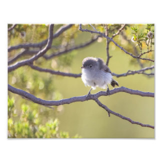 Bird on Twig (Bushtit) Fototryck