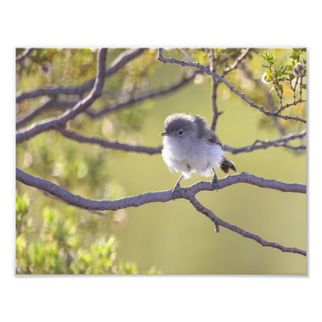 Bird on Twig (Bushtit) Fototryck (Framsidan)
