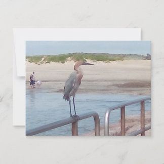 Bird på bryggan - Corpus Christi, Texas Vykort