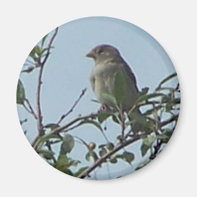 Bird på Gren Magnet (Framsidan)