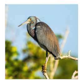 Bird Perfekt 19,79 x 20,45 Kodak Pro Photo Fototryck