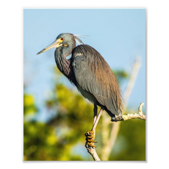 Bird Perfekt 8 x 10 Kodak Pro Photo Papper Fototryck (Framsidan)