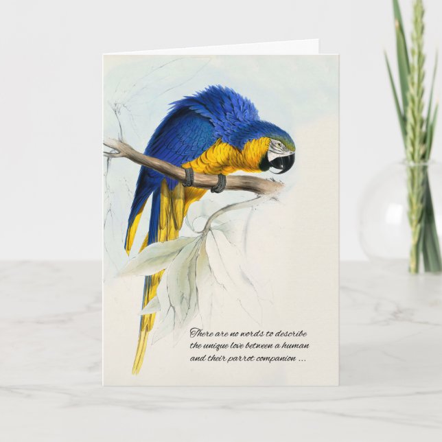 Bird Pet Sympathy Blue och Guld Macaw Parrot Kort (Framsida)