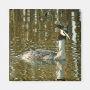 Bird Photo/Crested Grebe/Bird Älskare Magne Magnet