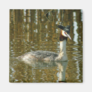 Bird Photo/Crested Grebe/Bird Älskare Magne Magnet
