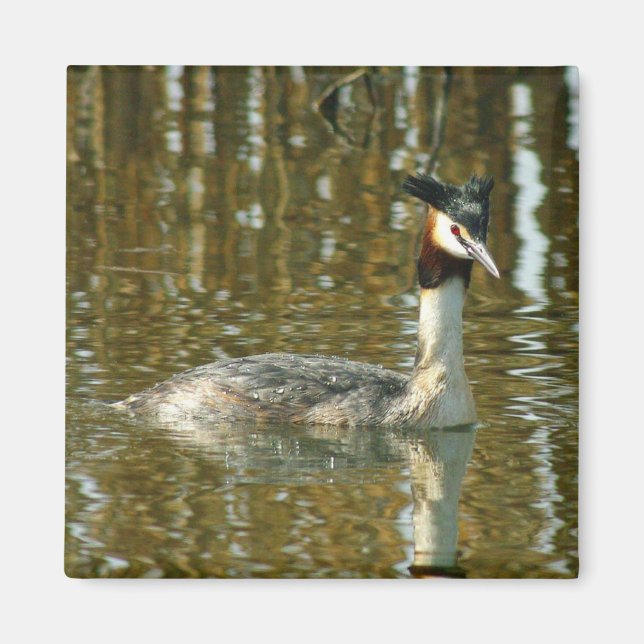 Bird Photo/Crested Grebe/Bird Älskare Magne Magnet (Framsidan)