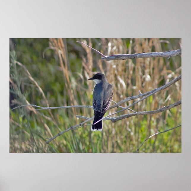 Bird Photo Poster (Framsidan)