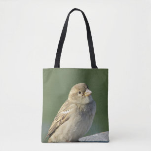 Bird Photo Small Brown Sparrow Tygkasse