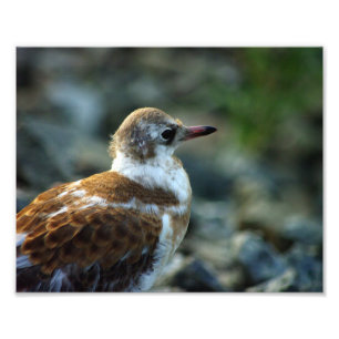 Bird Photo/Young Gull/Bird Älskare Gift/ Fototryck