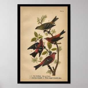 Bird Print Gräs Grosbeak Red Black Vintage Poster