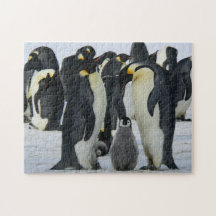 Bird Puzzles Bird Photograph Best Wildlife Photos
