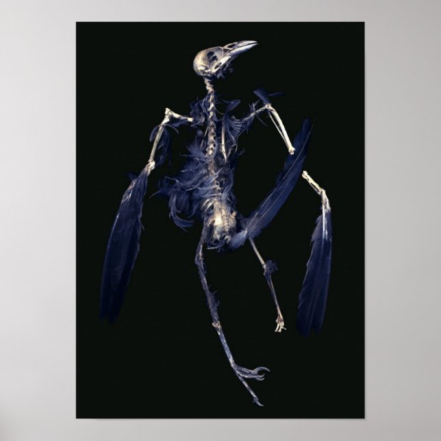 Bird Skeleton Poster (Framsidan)