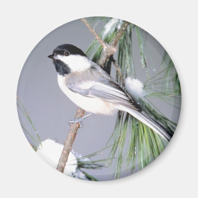 Bird Snö täckt Gren Magnet (Framsidan)
