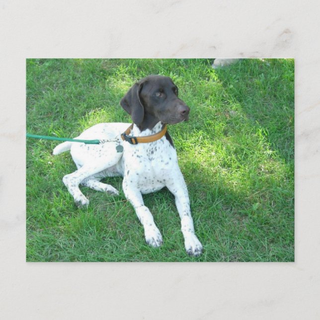 Bird the German Shorthair Pointer Vykort (Framsida)