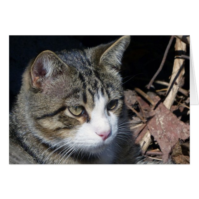 Bird Watching Hälsningskort (Framsidan Horizontal)