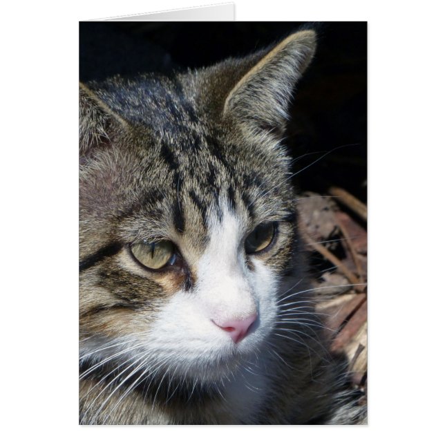 Bird Watching Hälsningskort (Framsidan)