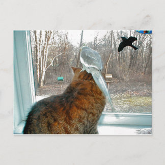 Bird Watching Vykort