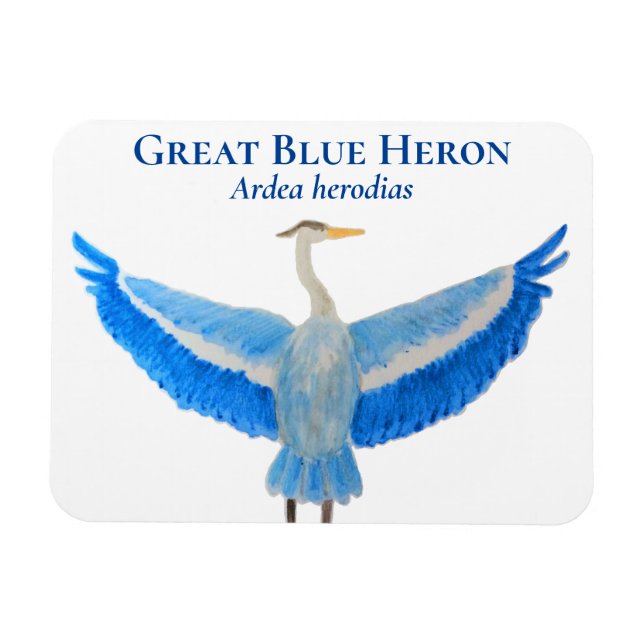 Bird Watercolor Scientific Underbar Blue Heron Magnet (Horisontell)